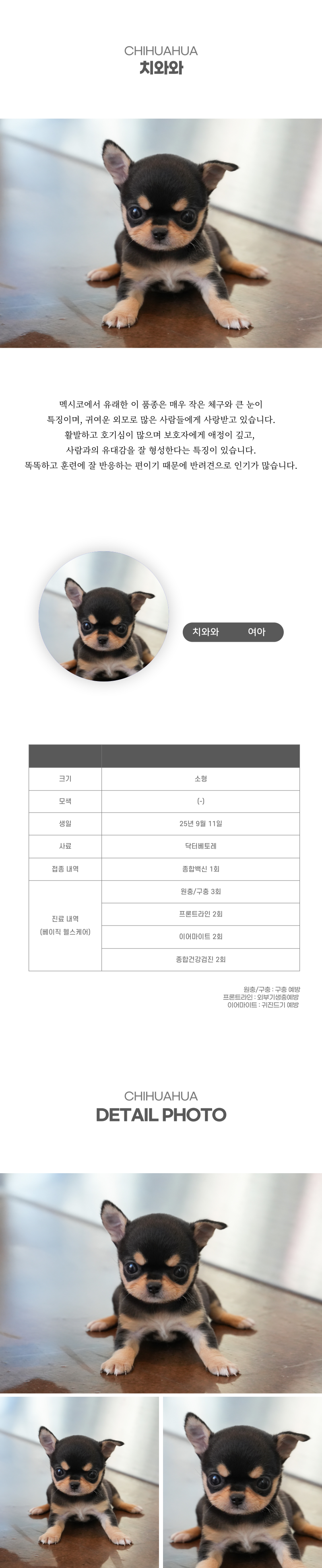 치와와_상세이미지_2